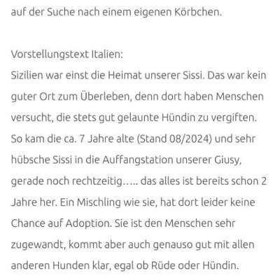 Tierschutzhunde suchen ein Zuhause-Beitrag-Bild