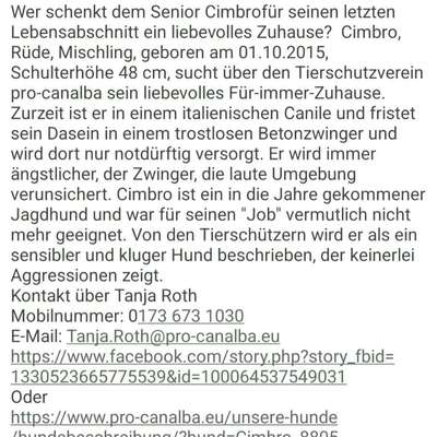 Tierschutzhunde suchen ein Zuhause-Beitrag-Bild