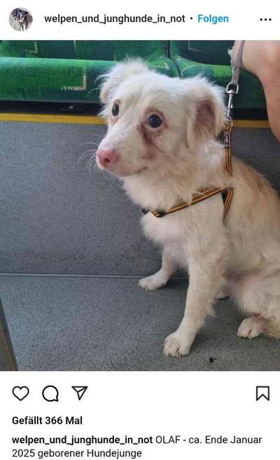 Tierschutzhunde suchen ein Zuhause-Beitrag-Bild