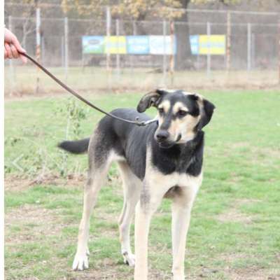 Tierschutzhunde suchen ein Zuhause-Beitrag-Bild