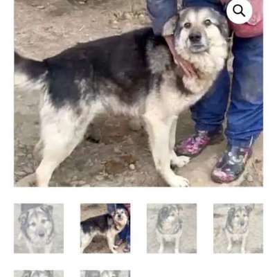 Tierschutzhunde suchen ein Zuhause-Beitrag-Bild