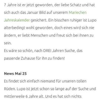 Tierschutzhunde suchen ein Zuhause-Beitrag-Bild