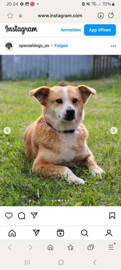 Tierschutzhunde suchen ein Zuhause-Beitrag-Bild