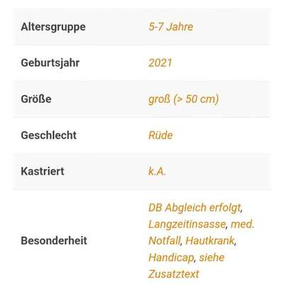 Tierschutzhunde suchen ein Zuhause-Beitrag-Bild
