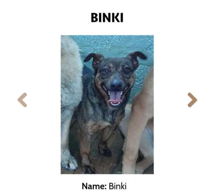 Tierschutzhunde suchen ein Zuhause-Beitrag-Bild