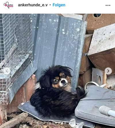 Tierschutzhunde suchen ein Zuhause-Beitrag-Bild