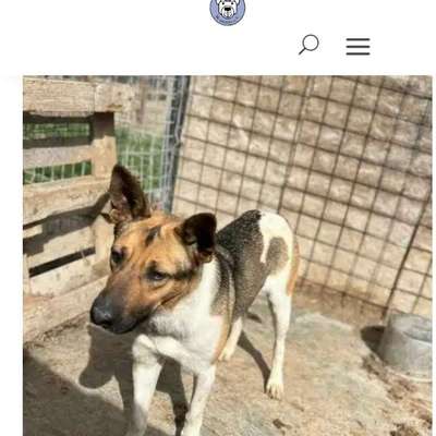 Tierschutzhunde suchen ein Zuhause-Beitrag-Bild