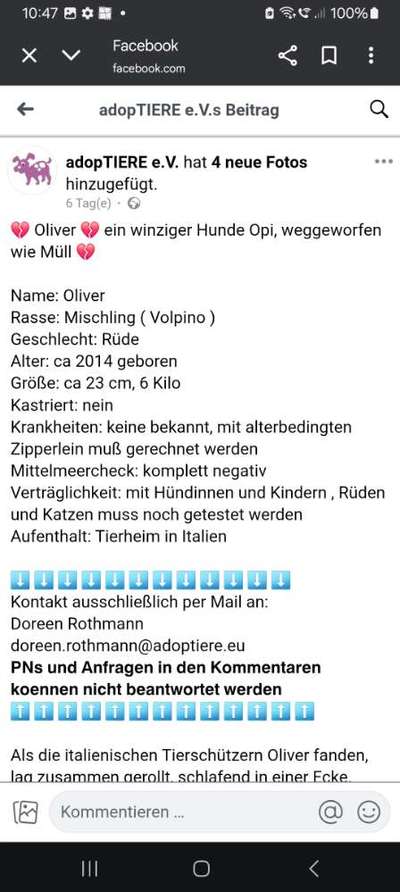 Tierschutzhunde suchen ein Zuhause-Beitrag-Bild