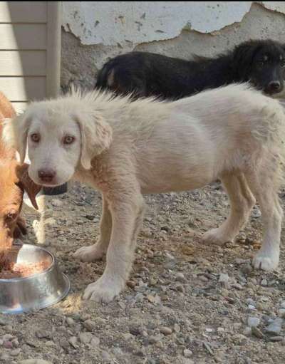 Tierschutzhunde suchen ein Zuhause-Beitrag-Bild