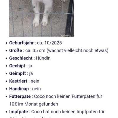 Tierschutzhunde suchen ein Zuhause-Beitrag-Bild