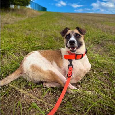 Tierschutzhunde suchen ein Zuhause-Beitrag-Bild