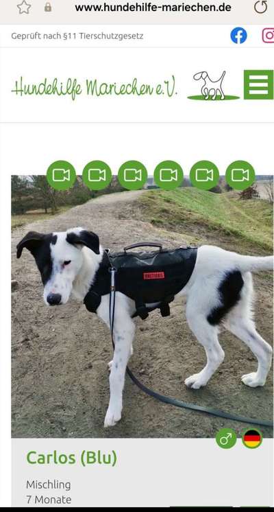 Tierschutzhunde suchen ein Zuhause-Beitrag-Bild