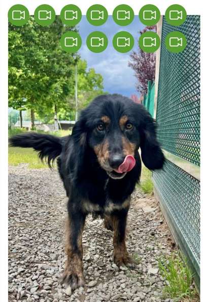 Tierschutzhunde suchen ein Zuhause-Beitrag-Bild
