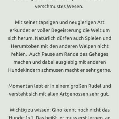 Tierschutzhunde suchen ein Zuhause-Beitrag-Bild