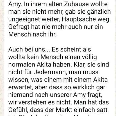 Tierschutzhunde suchen ein Zuhause-Beitrag-Bild