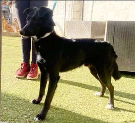 Tierschutzhunde suchen ein Zuhause-Beitrag-Bild