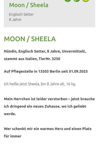 Tierschutzhunde suchen ein Zuhause-Beitrag-Bild