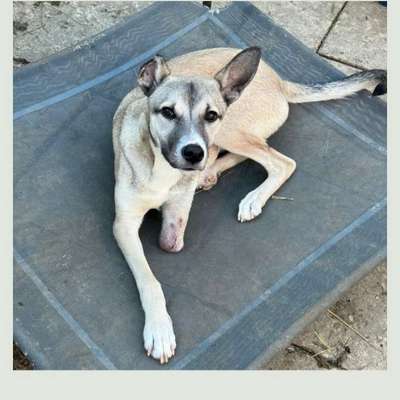 Tierschutzhunde suchen ein Zuhause-Beitrag-Bild