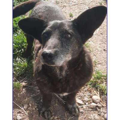 Tierschutzhunde suchen ein Zuhause-Beitrag-Bild