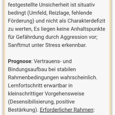 Tierschutzhunde suchen ein Zuhause-Beitrag-Bild