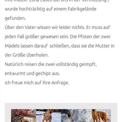 Tierschutzhunde suchen ein Zuhause-Beitrag-Bild