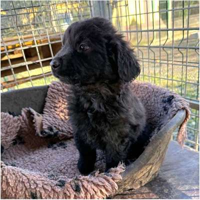 Tierschutzhunde suchen ein Zuhause-Beitrag-Bild