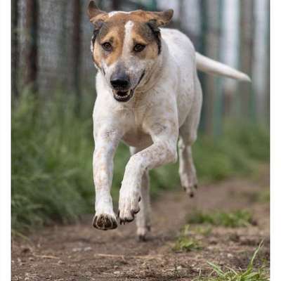 Tierschutzhunde suchen ein Zuhause-Beitrag-Bild