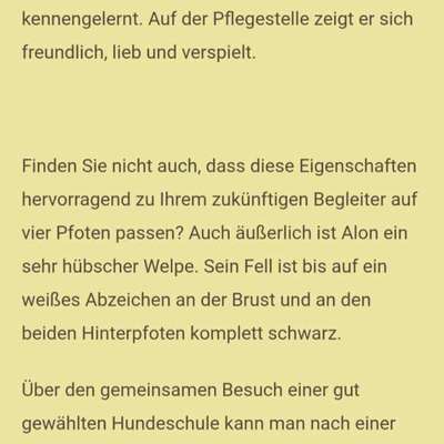 Tierschutzhunde suchen ein Zuhause-Beitrag-Bild