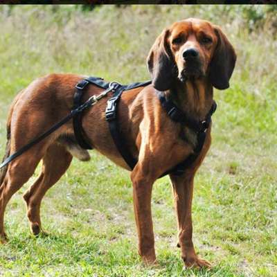 Tierschutzhunde suchen ein Zuhause-Beitrag-Bild