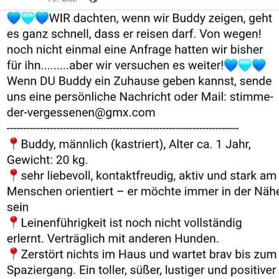 Tierschutzhunde suchen ein Zuhause-Beitrag-Bild