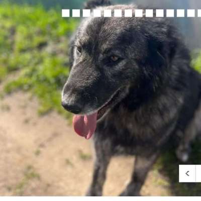 Tierschutzhunde suchen ein Zuhause-Beitrag-Bild