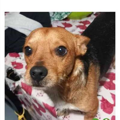 Tierschutzhunde suchen ein Zuhause-Beitrag-Bild