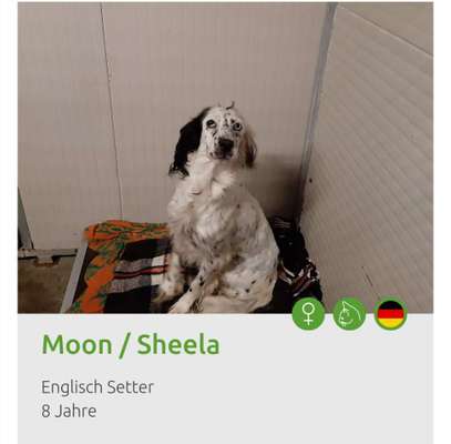 Tierschutzhunde suchen ein Zuhause-Beitrag-Bild