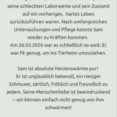 Tierschutzhunde suchen ein Zuhause-Beitrag-Bild