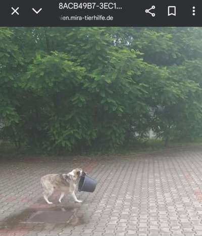 Tierschutzhunde suchen ein Zuhause-Beitrag-Bild