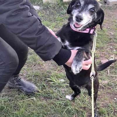 Tierschutzhunde suchen ein Zuhause-Beitrag-Bild