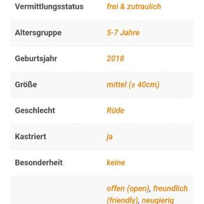 Tierschutzhunde suchen ein Zuhause-Beitrag-Bild