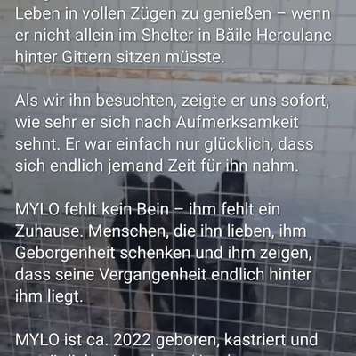 Tierschutzhunde suchen ein Zuhause-Beitrag-Bild