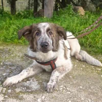 Tierschutzhunde suchen ein Zuhause-Beitrag-Bild