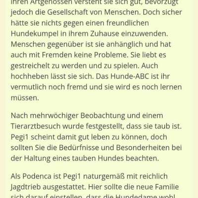 Tierschutzhunde suchen ein Zuhause-Beitrag-Bild