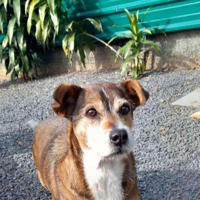 Tierschutzhunde suchen ein Zuhause-Beitrag-Bild