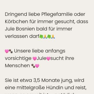 Tierschutzhunde suchen ein Zuhause-Beitrag-Bild