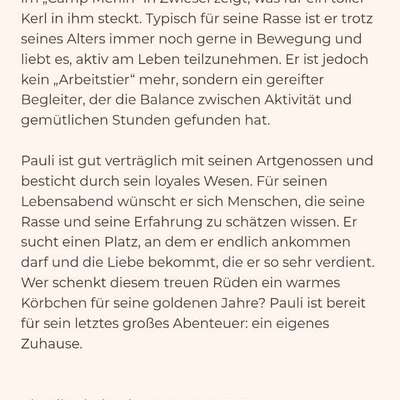 Tierschutzhunde suchen ein Zuhause-Beitrag-Bild