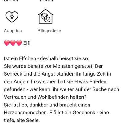 Tierschutzhunde suchen ein Zuhause-Beitrag-Bild