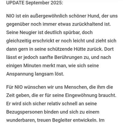 Tierschutzhunde suchen ein Zuhause-Beitrag-Bild