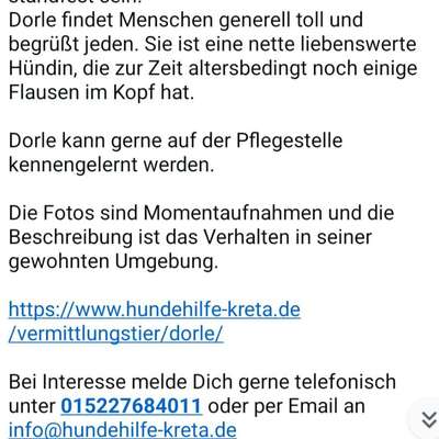 Tierschutzhunde suchen ein Zuhause-Beitrag-Bild