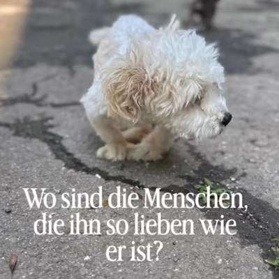 Tierschutzhunde suchen ein Zuhause-Beitrag-Bild