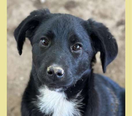 Tierschutzhunde suchen ein Zuhause-Beitrag-Bild