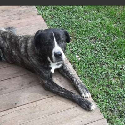 Tierschutzhunde suchen ein Zuhause-Beitrag-Bild