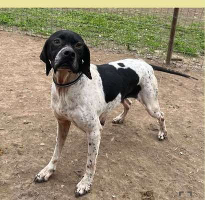 Tierschutzhunde suchen ein Zuhause-Beitrag-Bild
